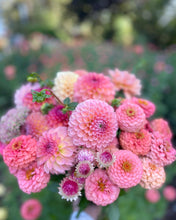 Load image into Gallery viewer, Sugar Flower Farm Collection - 5 Tubers