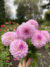 Load image into Gallery viewer, Bistro