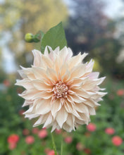 Load image into Gallery viewer, Café au Lait