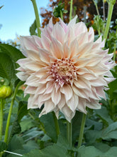 Load image into Gallery viewer, Café au Lait