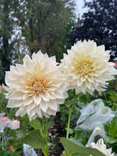 Load image into Gallery viewer, Café au Lait