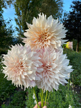 Load image into Gallery viewer, Café au Lait