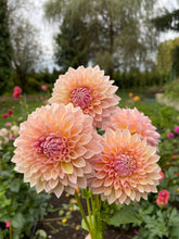 Load image into Gallery viewer, Castle Drive