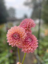 Load image into Gallery viewer, Castle Drive