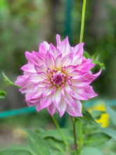 Load image into Gallery viewer, Colorado Classic