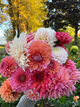 Load image into Gallery viewer, Sugar Flower Farm Collection - 5 Tubers