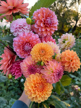 Load image into Gallery viewer, Sugar Flower Farm Collection - 5 Tubers