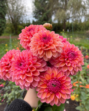 Load image into Gallery viewer, Daisy Duke