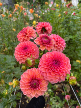 Load image into Gallery viewer, Daisy Duke