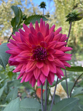 Load image into Gallery viewer, Fire Magic