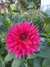 Load image into Gallery viewer, Fire Magic