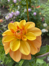 Load image into Gallery viewer, Ginger Snap