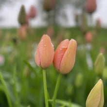 Load image into Gallery viewer, Specialty Tulip | Menton | 10 Bulbs