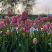 Load image into Gallery viewer, Specialty Tulip | Menton | 10 Bulbs