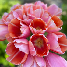 Load image into Gallery viewer, Specialty Tulip | Menton | 10 Bulbs