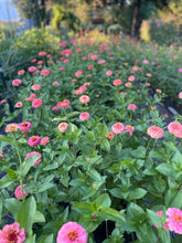 Load image into Gallery viewer, Custom Listing for Kerry: Flower Workshop - Thursday, August 13, 2026 - 5:30 pm