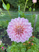 Load image into Gallery viewer, Miss Sarah