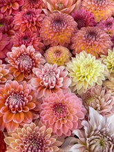 Load image into Gallery viewer, Sugar Flower Farm Collection - 5 Tubers