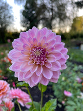 Load image into Gallery viewer, Miss Sarah