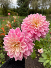 Load image into Gallery viewer, Miss Sarah