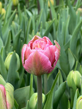 Load image into Gallery viewer, Specialty Tulip | Aveyron | 10 Bulbs