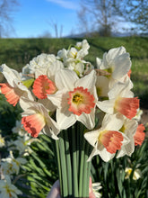 Load image into Gallery viewer, Specialty Narcissus | Pink Charm | 10 Bulbs