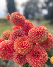 Load image into Gallery viewer, Jowey Linda