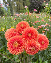 Load image into Gallery viewer, Jowey Linda