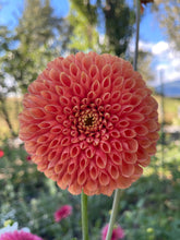 Load image into Gallery viewer, Jowey Linda