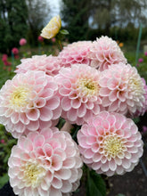 Load image into Gallery viewer, Wizard of Oz