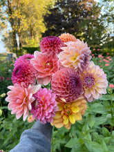 Load image into Gallery viewer, Sugar Flower Farm Collection - 5 Tubers