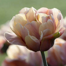 Load image into Gallery viewer, Specialty Tulip | La Belle Epoque | 10 Bulbs