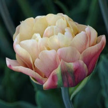 Load image into Gallery viewer, Specialty Tulip | La Belle Epoque | 10 Bulbs
