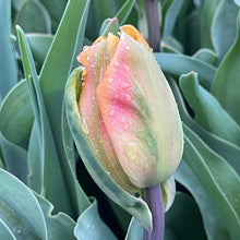 Load image into Gallery viewer, Specialty Tulip | Freeman | 10 Bulbs