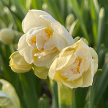 Load image into Gallery viewer, Specialty Narcissus | Bridal Crown | 75