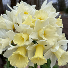 Load image into Gallery viewer, Specialty Narcissus | Mount Hood | 10 Bulbs