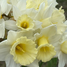 Load image into Gallery viewer, Specialty Narcissus | Mount Hood | 10 Bulbs