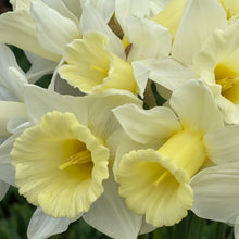 Load image into Gallery viewer, Specialty Narcissus | Mount Hood | 10 Bulbs