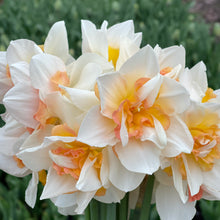Load image into Gallery viewer, Specialty Narcissus | Delnashaugh | 10 Bulbs