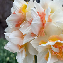 Load image into Gallery viewer, Specialty Narcissus | Delnashaugh | 10 Bulbs