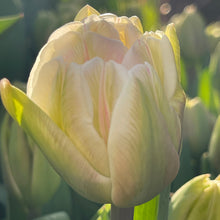 Load image into Gallery viewer, Specialty Tulip | Foxtrot | 10 Bulbs