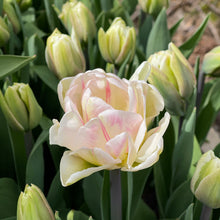Load image into Gallery viewer, Specialty Tulip | Foxtrot | 10 Bulbs
