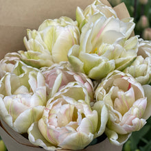 Load image into Gallery viewer, Specialty Tulip | Foxtrot | 10 Bulbs