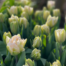 Load image into Gallery viewer, Specialty Tulip | Foxtrot | 10 Bulbs