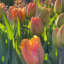 Load image into Gallery viewer, Specialty Tulip | Freeman | 10 Bulbs