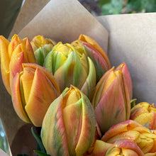 Load image into Gallery viewer, Specialty Tulip | Freeman | 10 Bulbs