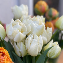 Load image into Gallery viewer, Specialty Tulip | Mondial | 10 Bulbs