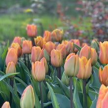 Load image into Gallery viewer, Specialty Tulip | Freeman | 10 Bulbs