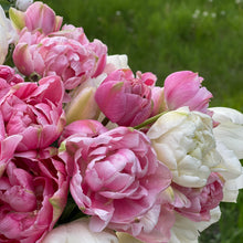 Load image into Gallery viewer, Specialty Tulip | Aveyron | 10 Bulbs