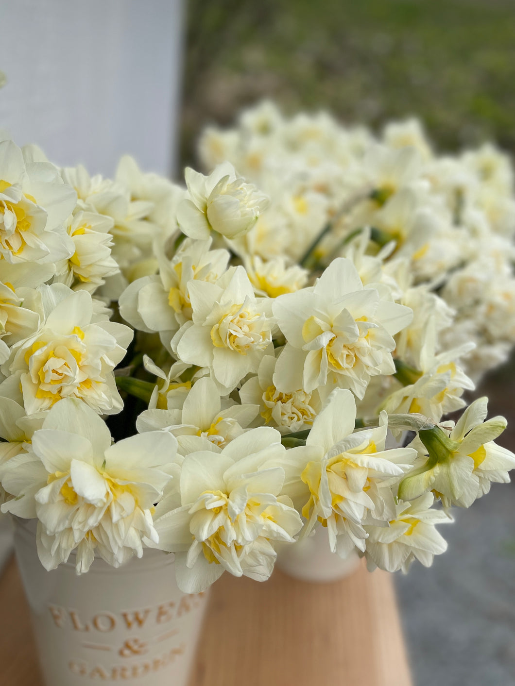 Specialty Narcissus | White Lion | 75 Bulbs